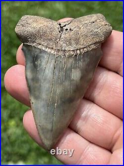 Huge 3.09 Fossil Extinct Mako/Hastalis Shark Tooth, South Carolina, Rare