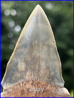 Huge 3.09 Fossil Extinct Mako/Hastalis Shark Tooth, South Carolina, Rare