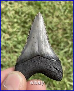 South Carolina 2 5/8 Megalodon Shark Tooth Killer Serrations Bitten Fossils Jaw