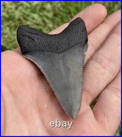 South Carolina 2 5/8 Megalodon Shark Tooth Killer Serrations Bitten Fossils Jaw