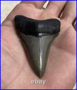 South Carolina 2 5/8 Megalodon Shark Tooth Killer Serrations Fossils Jaw