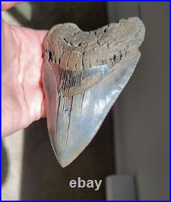 South Carolina River 5.04 Serrated Megalodon Shark Tooth Fossil, NO RESTORATION
